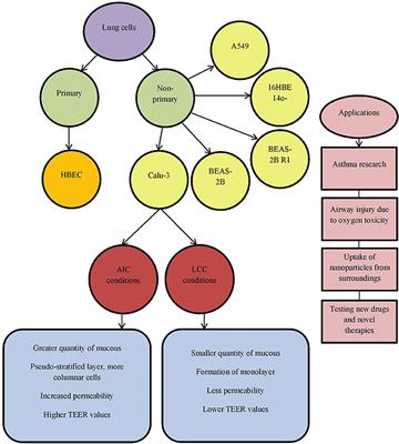 In vitro Models and On-Chip Systems: Biomaterial Interaction Studies With Tissues Generated Using Lung Epithelial and Liver Metabolic Cell Lines